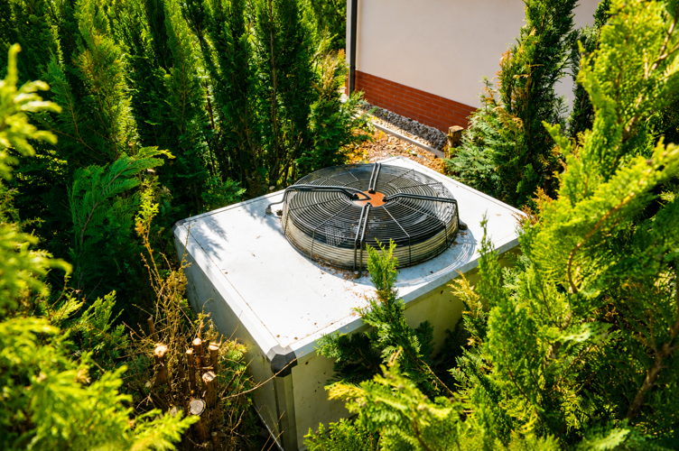 Record-breaker hidden among the thuja trees has been running continuously for 23 years (+VIDEO)