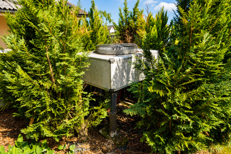 Record-breaker hidden among the thuja trees has been running continuously for 23 years (+VIDEO)
